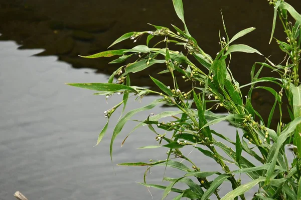 Слезы Иова Coix Lacryma Jobi Poaceae Растения Которые Растут Рядом — стоковое фото
