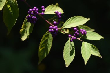 Mor böğürtlen. Lamiaceae yapraklı ağacı. Çiçek açan Haziran-Temmuz; Ekim-Kasım döneminde olgunlaşan böğürtlenler mor.