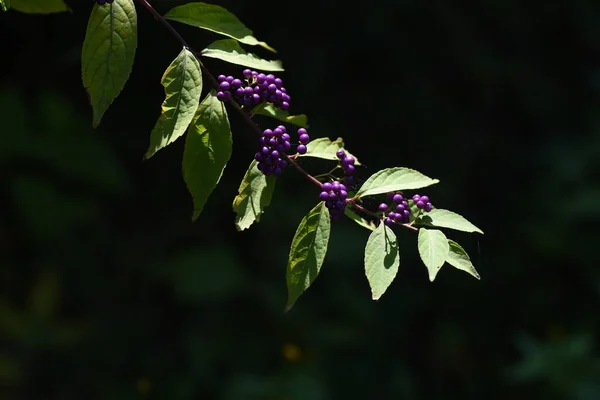 Purple Beautyberry Berries Lamiaceae Deciduous Tree Flowering June July Berries — Stock Photo, Image