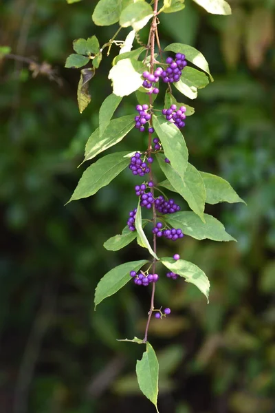 Mor Böğürtlen Lamiaceae Yapraklı Ağacı Çiçek Açan Haziran Temmuz Ekim — Stok fotoğraf