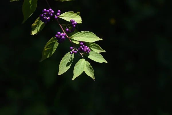 Purple Beautyberry Berries Lamiaceae Deciduous Tree Flowering June July Berries — Stock Photo, Image