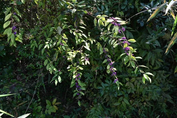 Фіолетові Ягоди Ожини Листяне Дерево Lamiaceae Цвітіння Червень Липень Ягоди — стокове фото