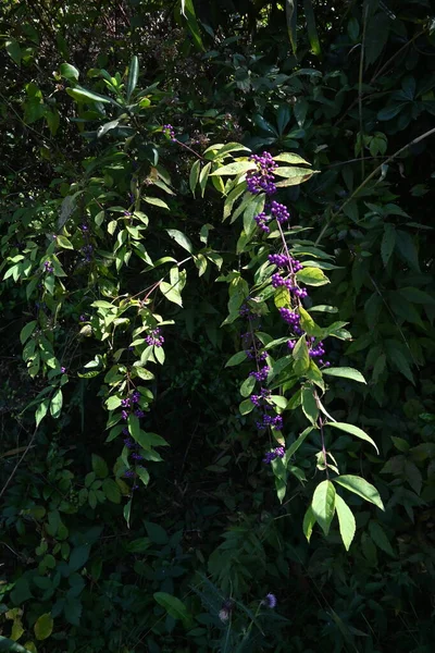 Bacche Mirtillo Viola Albero Deciduo Lamiaceae Fioritura Giugno Luglio Bacche — Foto Stock