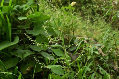 Nadir bulunan Isodon japonicus çiçekleri. Lamiaceae bitkileri. Eylül 'den Ekim' e kadar dudak şeklinde hafif mor çiçekler açar. Mide sağlığı için kullanılır..