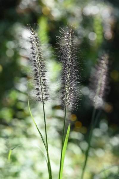 Κινέζικο Γρασίδι Πολυετή Φυτά Poaceae Είναι Ένα Κοινό Ζιζάνιο Στις — Φωτογραφία Αρχείου
