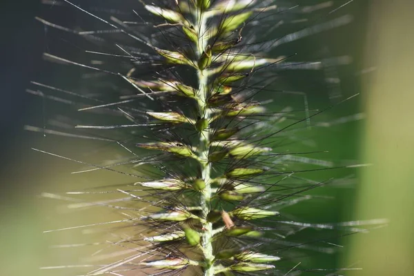 Kínai Szökőkút Poaceae Évelő Növények Közönséges Szélén Füves Területeken Jellegzetes — Stock Fotó