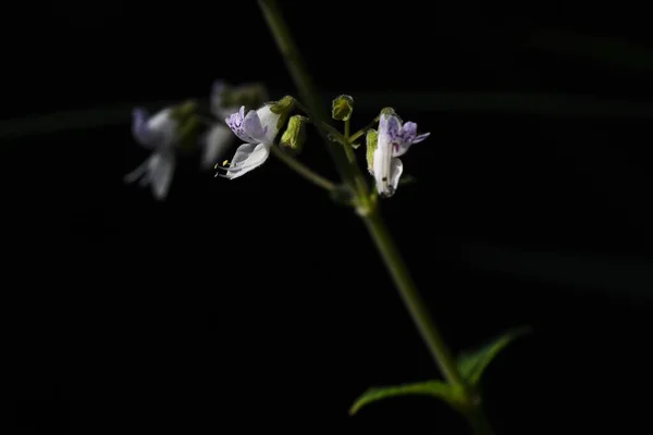 Seltene Bilder Isodon Japonicus Blumen Lamiaceae Mehrjährige Pflanzen Kleine Lippenförmige — Stockfoto