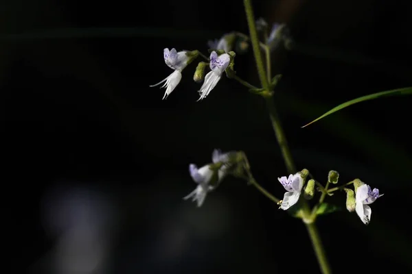 Ritka Képek Isodon Japonicus Virágok Lamiaceae Évelő Növények Kis Ajak — Stock Fotó