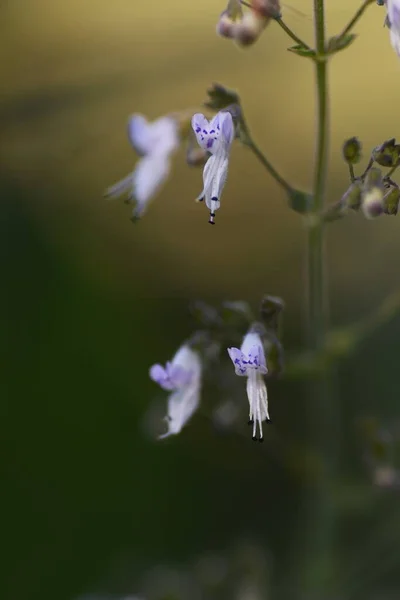 Редкие Изображения Isodon Японские Цветы Ламиевые Многолетние Растения Маленькие Светло — стоковое фото