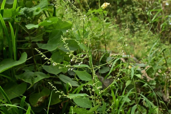 罕见的图像的Isodon Japonicus Flowers 兰科多年生植物 从9月到10月 唇形浅紫色小花盛开 用于胃健康 — 图库照片