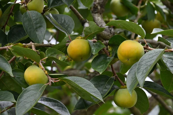 Sabor Outono Japonês Japonês Cáqui Cáqui Japonês Uma Fruta Altamente — Fotografia de Stock