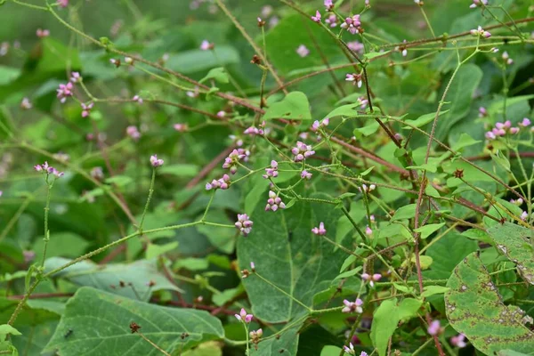 Persicaria Senticosa Flores Polygonaceae Videira Anual Flores Cor Rosa Florescem — Fotografia de Stock