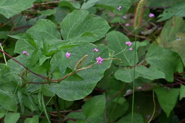 Persicaria Senticosa Fleurs Polygonaceae Vigne Annuelle Fleurs Roses Fleurissent Mai — Photo