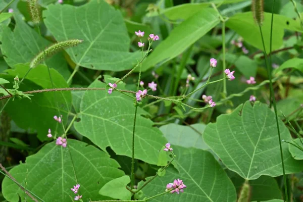 Persicaria Senticosa Flowers 고과는 열리는 덩굴이다 분홍빛꽃은 월부터 월까지 줄기와 — 스톡 사진