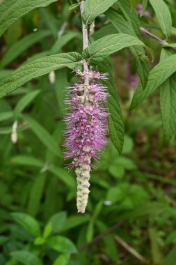 Rostrinucula çiçeklere bağımlıdır. Çin 'e özgü çiçek açan ağaç. Lamiaceae 'de darphane arkadaşı. Ağustostan ekim ayına kadar açan dayanıklı bir yaprak döken çalısı..