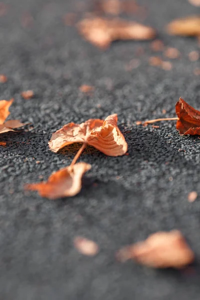 Schöne Gelbe Blätter Liegen Auf Dem Asphalt Herbst Sonniger Tag — Stockfoto