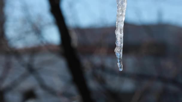 Tropfen Tropfen Von Einem Eiszapfen Frühling Stadt — Stockvideo