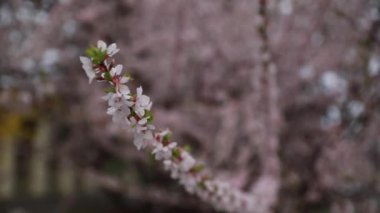 Yakın plan sakura ağacı çiçeği, pembe çiçekler..