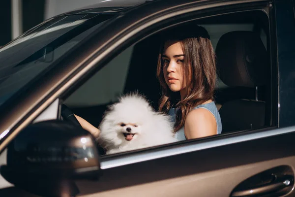 漂亮的小女孩和狗一起开豪华轿车 — 图库照片