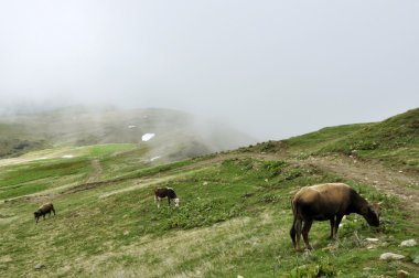 Haziran ayında Gürcü mountais