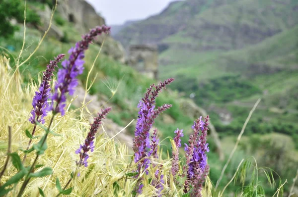 Haziran ayında Gürcü mountais — Stok fotoğraf