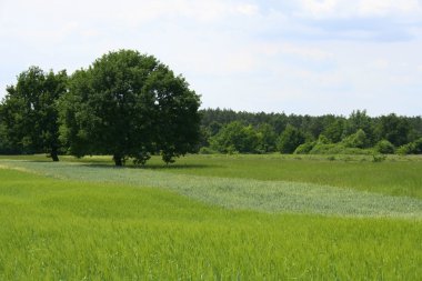 manzaralar