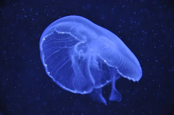 Μια jellyfis σε ζωολογικό κήπο - πόλη Βερολίνο — Φωτογραφία Αρχείου