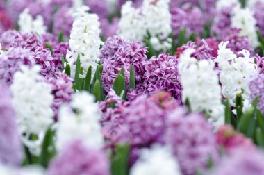 Çiçek Bahçe alanı