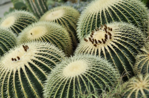 Kaktus im botanischen Garten — Stockfoto