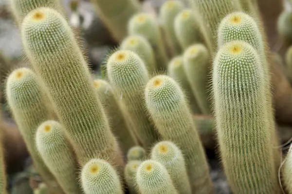 Kaktus i botanisk trädgård — Stockfoto