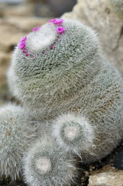 Cactus en jardín botánico — Foto de Stock