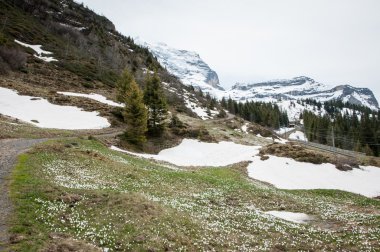 Swiss doğada