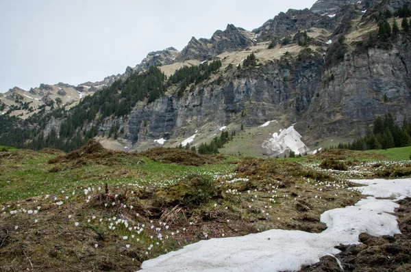 Природа Швейцарии — стоковое фото