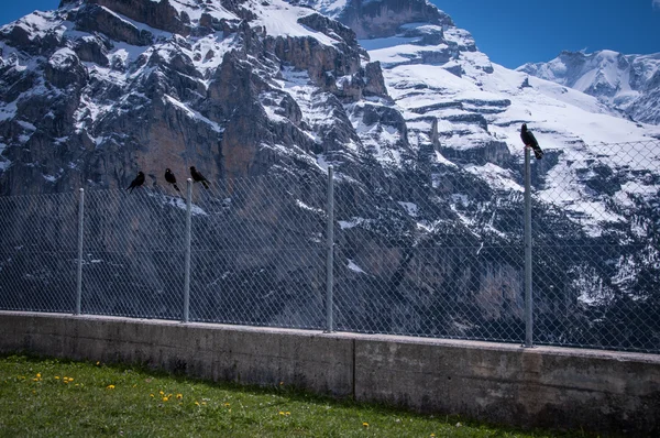 스위스의 자연 — 스톡 사진