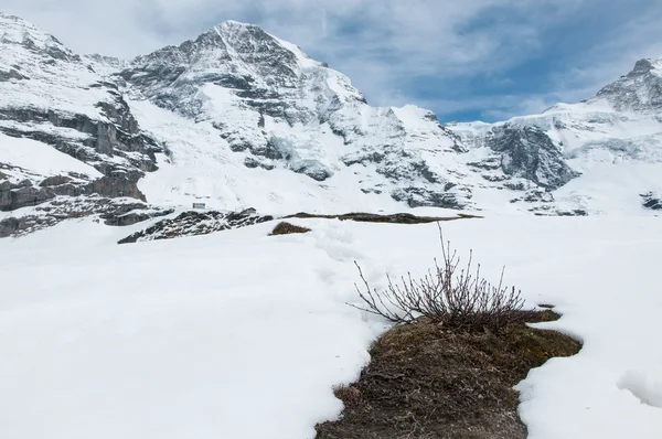 Swiss doğada — Stok fotoğraf
