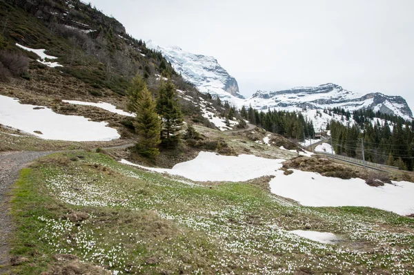 Природи в Швейцарії — стокове фото