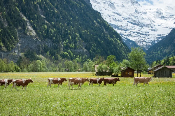 Naturaleza en Suiza — Foto de Stock