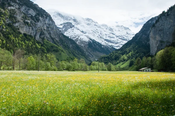 Natur in der Schweiz — Stockfoto
