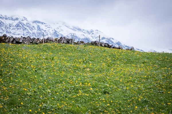 Natureza na Suíça — Fotografia de Stock