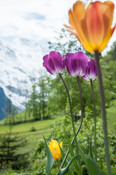 Природи в Швейцарії — стокове фото