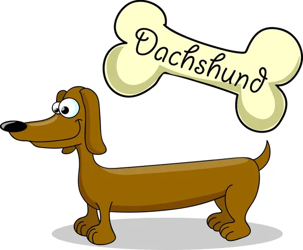 Dibujos animados perro raza dachshund — Vector de stock