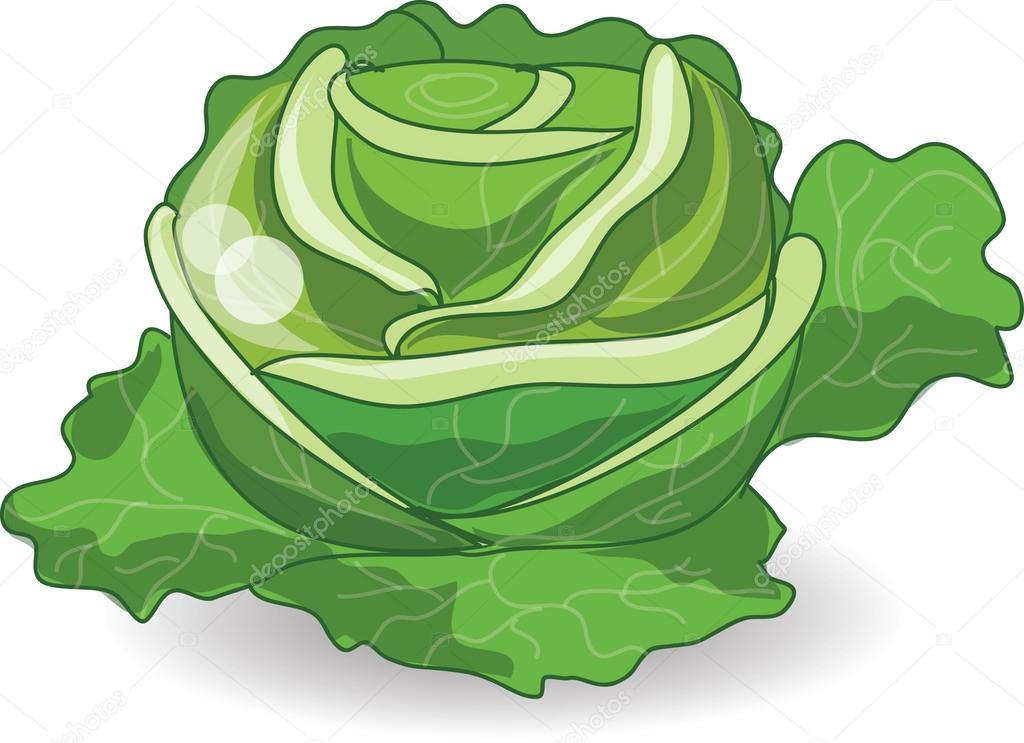 Cartoon cabbage