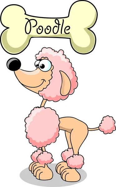 Dibujos animados perro raza caniche — Vector de stock