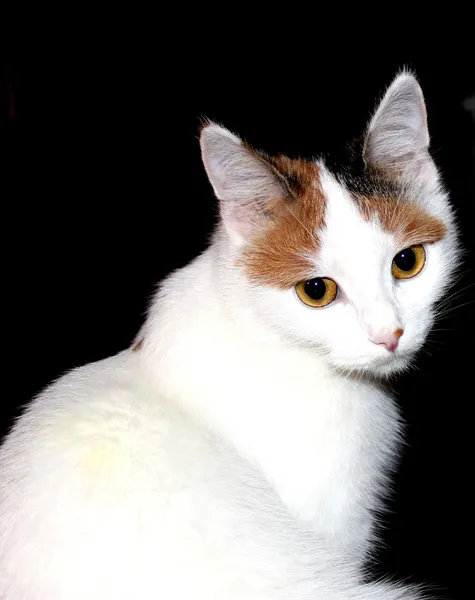 Kedi — Stok fotoğraf