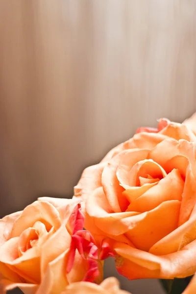 Orange Rose for gift — Stock Photo, Image