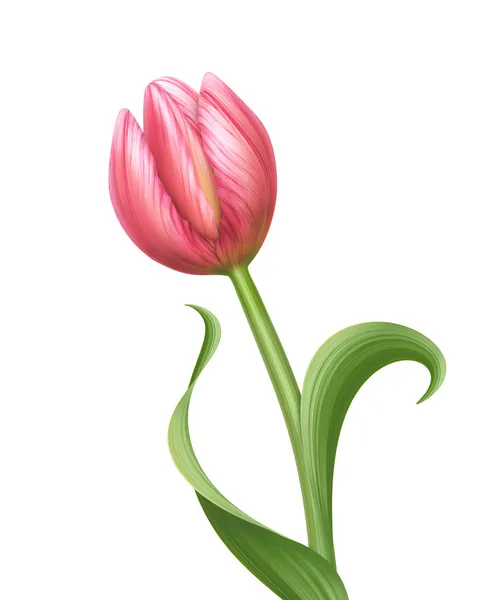 Tulpenblüte — Stockfoto