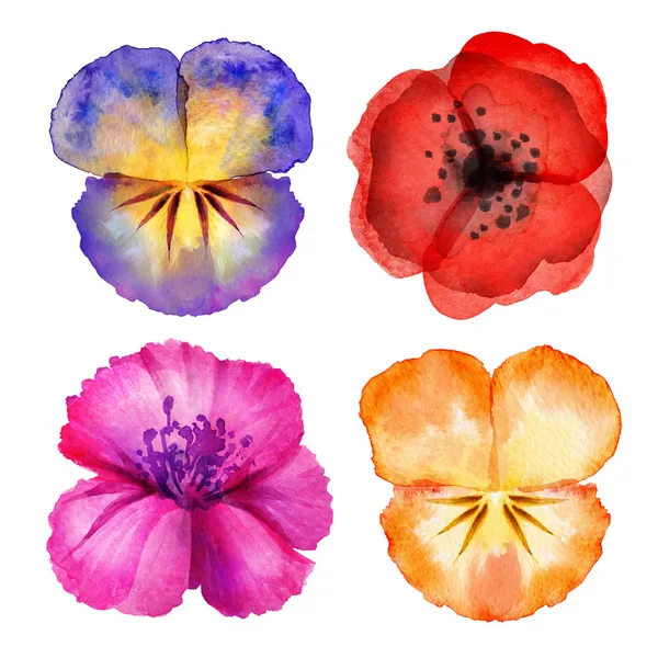 Watercolor painted flower design elements — Stock Photo, Image