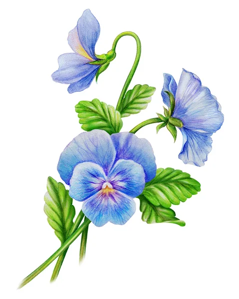 Blue viola flowers — Stockfoto