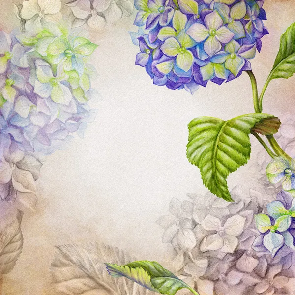 Akvarel hortenzie — Stock fotografie