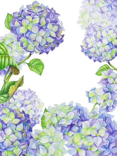 Aquarela flores de hortênsia pintadas — Fotografia de Stock